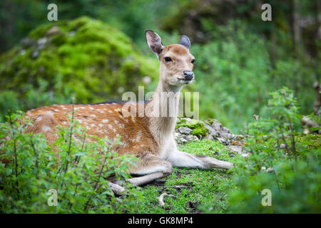 Bois d'animaux de la faune Banque D'Images