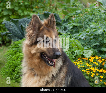 chien de garde armée Banque D'Images