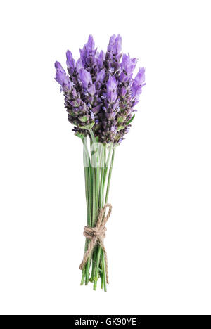 Ensemble de fleurs de lavande isolé sur fond blanc Banque D'Images