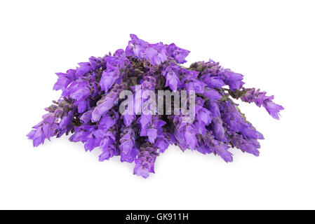 Ensemble de fleurs de lavande isolé sur fond blanc Banque D'Images