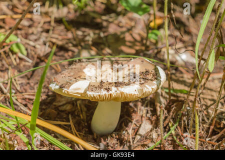 Agaric de lait de plus en plus l'herbe et les canneberges Banque D'Images