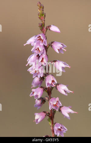 Fleurs de la bruyère commune ( Calluna vulgaris ). Banque D'Images