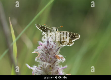 Oberthur's ã papillon (Pyrgus armoricanus skipper) sur wildflower en Hongrie Banque D'Images