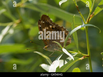 Lesser purple emperor (papillon Apatura ilia) en Hongrie Banque D'Images