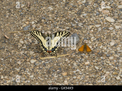 Grand porte-queue (Papilio machaon) sur le sol à côté des petits papillons skipper (Thymelicus sylvestris) en Hongrie Banque D'Images