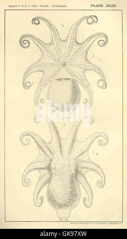 Les céphalopodes sont une classe de mollusques connue pour leur intelligence avancée, leurs comportements complexes et leurs caractéristiques anatomiques uniques. Ils comprennent les calmars, les poulpes et les seiches, et sont caractérisés par leur capacité à changer de couleur, leurs tentacules et leur système nerveux sophistiqué. Banque D'Images