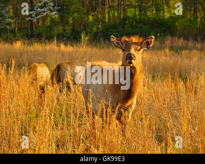 Les élans, les wapitis et les bisons des prairies, de terre entre les lacs National Recreation Area, Golden Pond, Kentucky, USA Banque D'Images