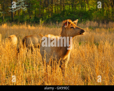 Les élans, les wapitis et les bisons des prairies, de terre entre les lacs National Recreation Area, Golden Pond, Kentucky, USA Banque D'Images