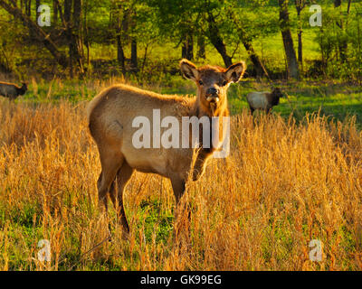 Les élans, les wapitis et les bisons des prairies, de terre entre les lacs National Recreation Area, Golden Pond, Kentucky, USA Banque D'Images