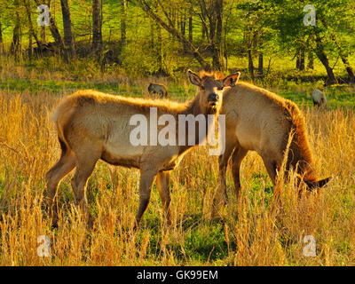 Les élans, les wapitis et les bisons des prairies, de terre entre les lacs National Recreation Area, Golden Pond, Kentucky, USA Banque D'Images