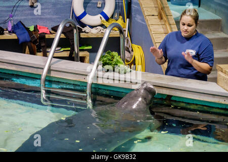 Floride,Sud,Gulf Coast,Bradenton,South Florida Museum,Parker Manatee Aquarium,histoire naturelle,environnement marin,exposition collection,piscine, Banque D'Images