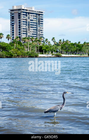 Sarasota Florida,Bayfront Park,Marina Plaza,marina,haute élévation,haute élévation,luxe,condominium résidentiel appartements immeubles, Banque D'Images