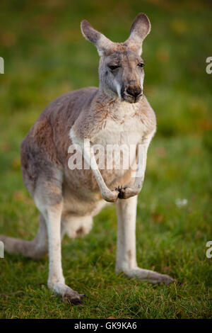 Mammifères des animaux en Australie Banque D'Images