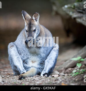 Mammifères des animaux en Australie Banque D'Images