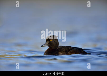 Canard touffeté ( Aythya fuligula ), jolie femelle, nageant sur une eau bleue chatoyante, faune, Europe. Banque D'Images
