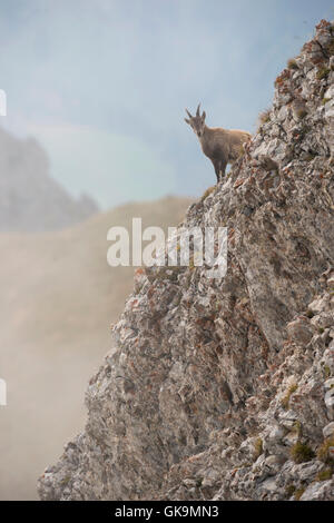 Bouillie alpine ( Capra bouillie ), femelle, se dresse dans la chaîne sauvage de hautes montagnes regardant autour du coin, la faune, l'Europe. Banque D'Images