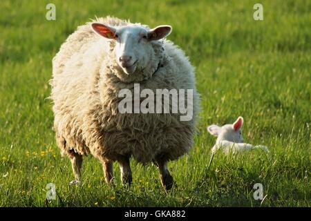 Mère et bébé mouton moutons Banque D'Images