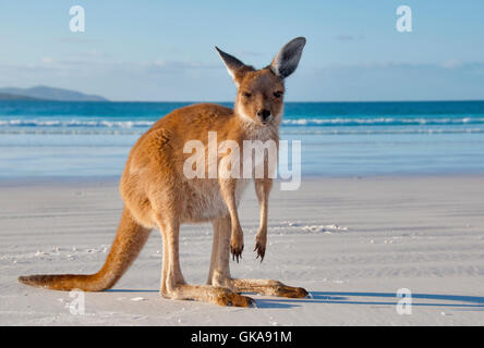 L'Australie kangaroo homme Banque D'Images