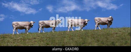 Vaches dans une rangée (cloné ?) Banque D'Images