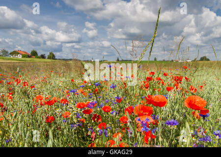 Coquelicots,barbeaux sur un champ en Bavière Banque D'Images