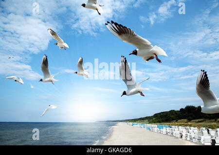 Plage d'oiseaux de mer Banque D'Images