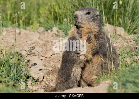 Les jeunes de la Marmotte alpine (Marmota marmota) recherchant l'attention de sa mère à l'entrée de leur terrier Banque D'Images