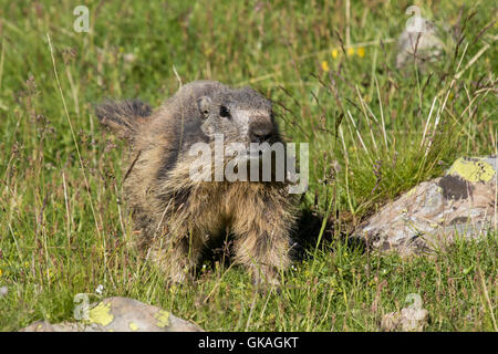 Des profils Marmotte alpine (Marmota marmota) marche à travers un pré herbeux Banque D'Images