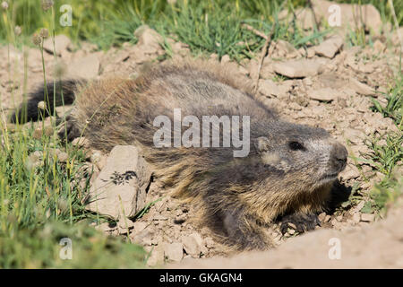 Des profils Marmotte alpine (Marmota marmota) Bain de soleil à l'entrée de son terrier Banque D'Images