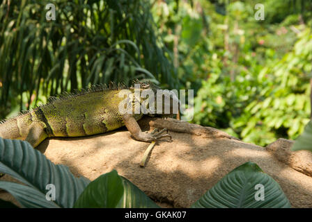 Reptile vert sauvage Banque D'Images