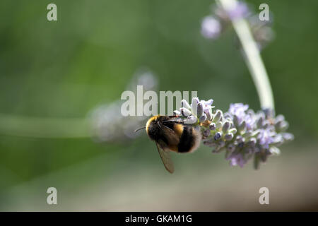 Abeille sur lavande Banque D'Images