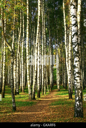 Chemin d'automne dans la boulaie du soleil Banque D'Images