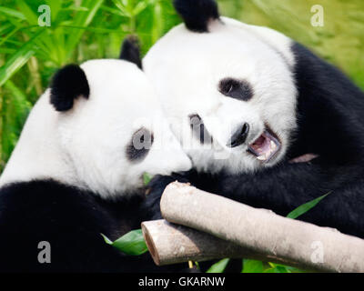 Ours noir animal Banque D'Images