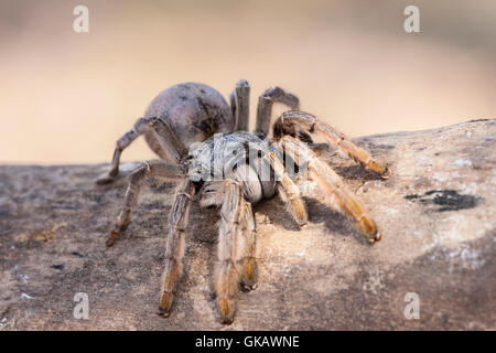 Golden brown augacephalus sp. Banque D'Images