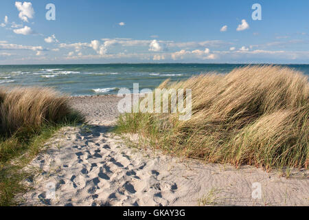 Chemin de la plage de dunes sur la mer baltique en heiligenhafen Banque D'Images
