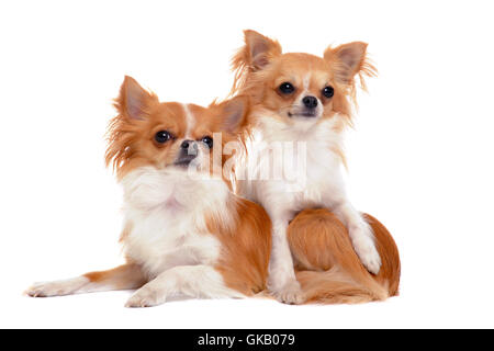 animaux chien chiens Banque D'Images