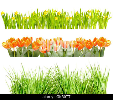 Fleur de jardin isolé Banque D'Images