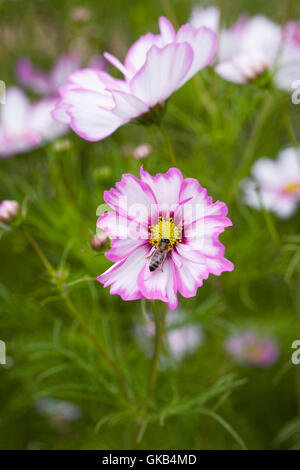 Cosmos bipinnatus 'Capriola' fleurs. Banque D'Images