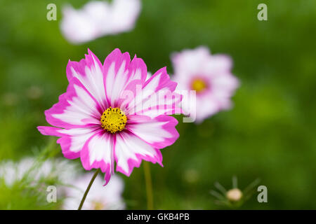 Cosmos bipinnatus 'Capriola' fleurs. Banque D'Images