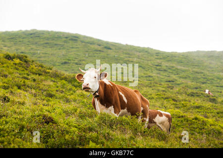 Le pâturage des vaches brunes sur une montagne d'herbe dans un jour brumeux de l'été à Tux, Zillertal, Autriche Banque D'Images