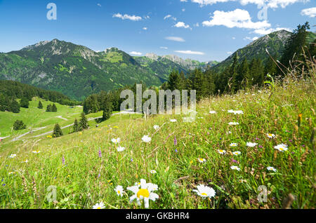 Prairie alpine en Allemagne Banque D'Images