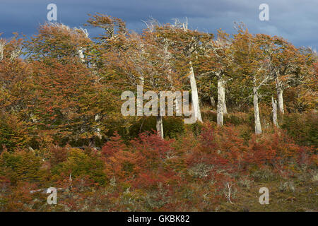 Feuillage automne coloré sur les arbres et arbustes en Patagonie, au sud du Chili. Banque D'Images