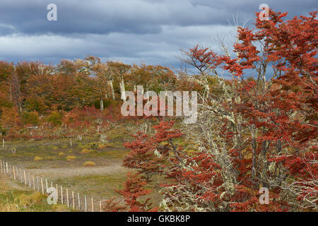 Feuillage automne coloré sur les arbres et arbustes en Patagonie, au sud du Chili. Banque D'Images