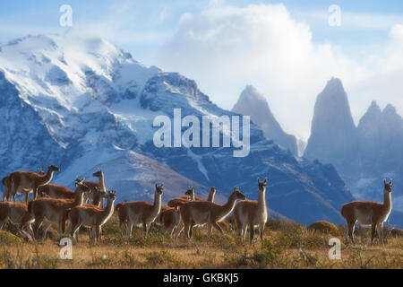Troupeau de guanaco (Lama guanicoe) pâturage sur une colline dans le Parc National des Torres del Paine dans la région de Magallanes Chili Banque D'Images