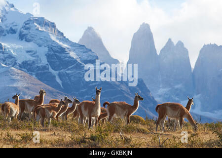 Troupeau de guanaco (Lama guanicoe) pâturage sur une colline dans le Parc National des Torres del Paine dans la région de Magallanes Chili. Banque D'Images