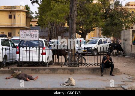 Scène de rue à l'homme endormi et chien, Jaipur, Rajasthan, Inde, Asie Banque D'Images