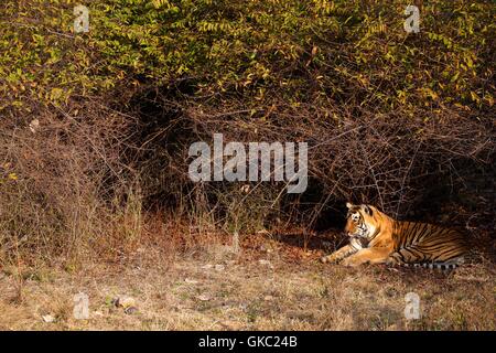 Tigre du Bengale, Panthera tigris, le parc national de Ranthambore, Rajasthan, Inde, Asie Banque D'Images