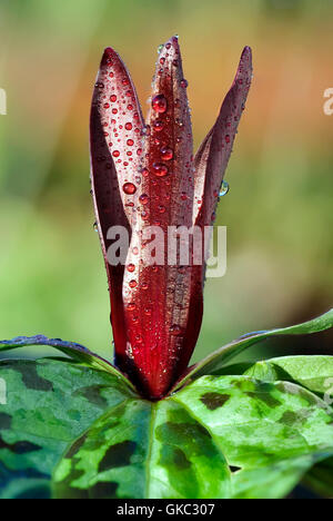 Close up de Trillium Chloropetalum giganteum après la pluie douche Banque D'Images