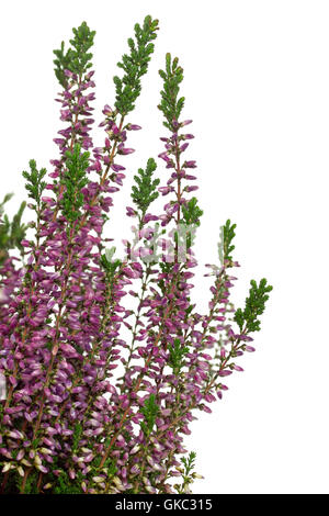 La bruyère (Calluna vulgaris) sur fond blanc Banque D'Images