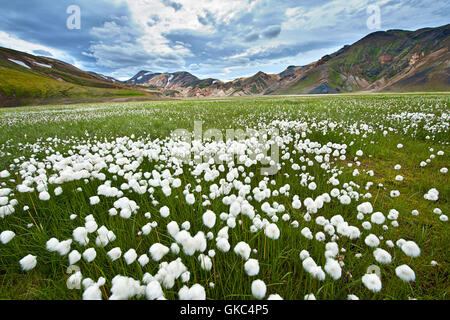 Coton Islande montagnes Banque D'Images