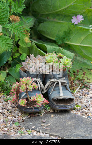 Catégorie : plantes poussant dans vieilles bottes Banque D'Images